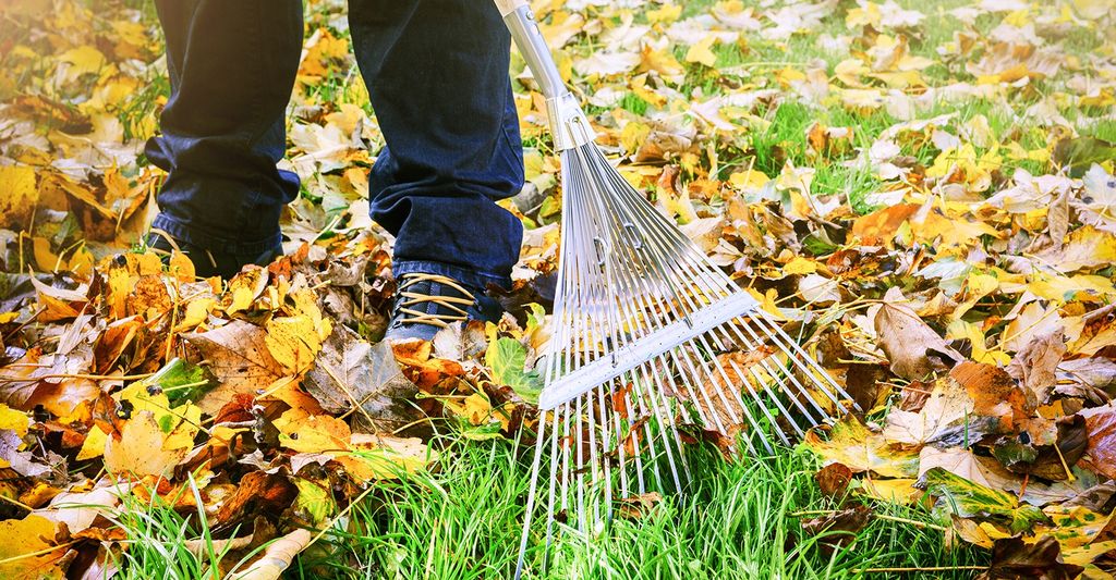 Find a leaf removal professional in your area